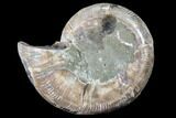 Bargain, Thick Ammonite (Anapuzosia) Fossil Half #88037-1